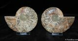 Very nice Inch Split Ammonite Pair #383-2